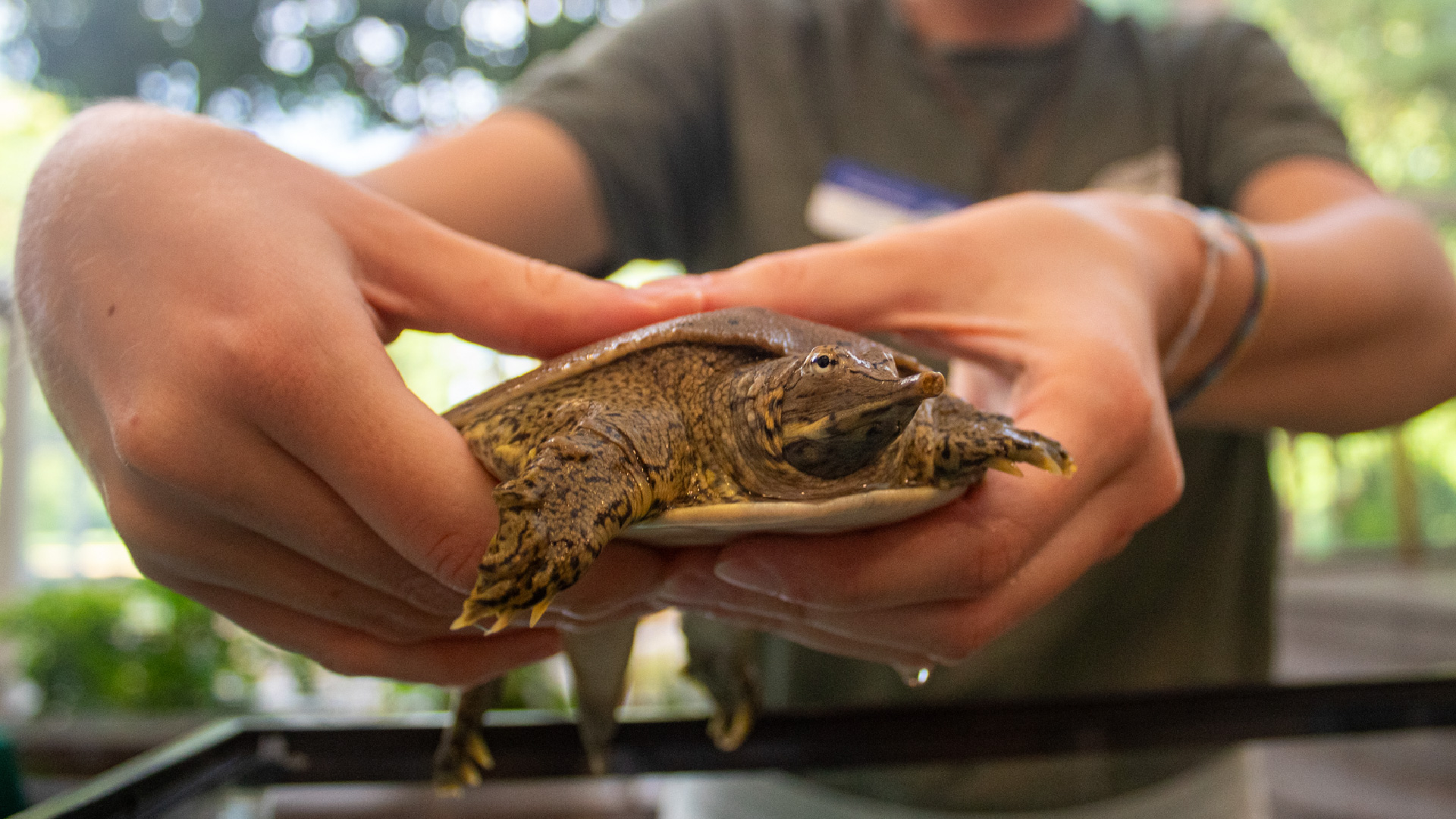 soft shell turtle looking at camera